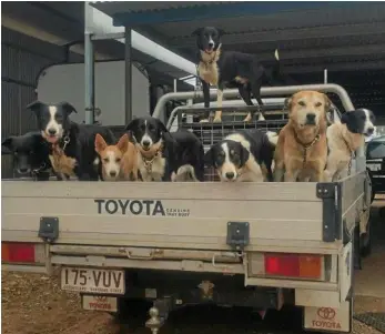  ?? PHOTOS: CONTRIBUTE­D ?? PUPPY POWER: Steven Elliott can have up to 10 dogs at his home at once. He competes in working cattle dog trials and trains pups for other people.