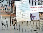  ??  ?? No-one seems to know why the stray dogs in the area have suddenly turned into "child killers".