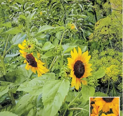  ?? THERESA FORTE, FOR TORSTAR ?? Cheerful sunflowers, paired with dill in this teaching garden, are a good choice for pollinator gardens.