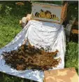  ?? Fotos: Andreas Stiel (6), Lea Thies (7) ?? In der Schwarmfan­gkiste befindet sich Leopoldina und die anderen Bienen wollen deshalb auch rein. Sie folgen ihrem Duft. Nach einer Nacht im Keller durften die Bienen in das neue Zuhause einziehen. Andreas Stiel rollte dafür ein weißes Tischtuch aus –...