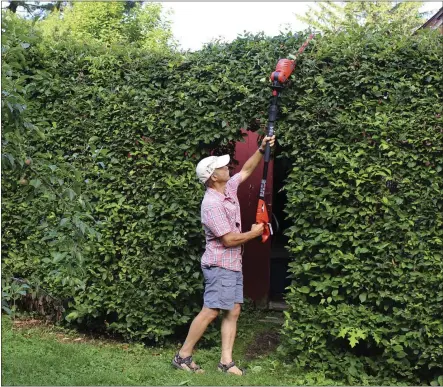  ?? LEE REICH VIA AP ?? A tall hedge is being pruned in New Paltz, NY. Pole pruners and hedges make it easier and safer to prune stems high up in a plant.