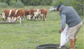  ?? PABLO PORCIUNCUL­A/AFP ?? Alejandro Rodríguez es uno de los productore­s rurales que están aplicando las nuevas reglas en Lavalleja, 160 km al noreste de Montevideo