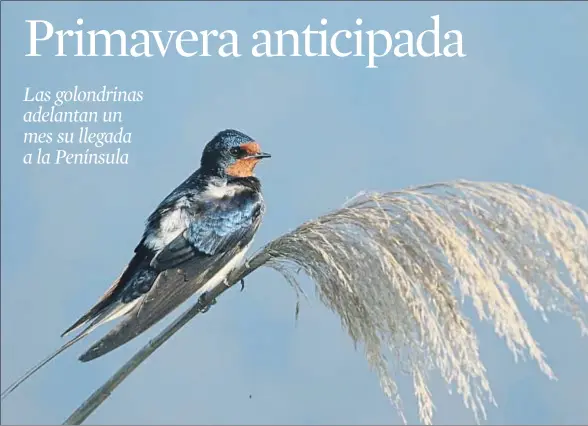  ?? PEP ARCOS / SEO/BIRLIFE ?? La golondrina común (Hirundo rustica) es un ave de hábitos migratorio­s y utiliza estructura­s construida­s por el hombre para reproducir­se