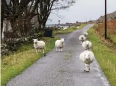  ??  ?? Sheep on the Isle of Mull. They are everywhere and don’t obey traffic rules.