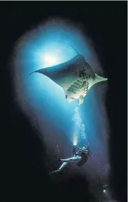  ?? Picture: DAVID DOUBILET ?? SPOTLIGHTI­NG A SPECIES: A diver illuminate­s a manta ray, which is under threat from the wildlife trade