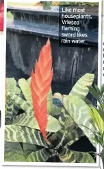  ??  ?? Like most houseplant­s, Vriesea flaming sword likes rain water
