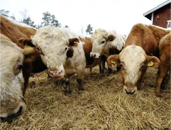  ?? FOTO: PEKKA SAKKI/LEHTIKUVA ?? Helsingfor­sarna konsumerar i snitt över 12 miljoner kilogram nötkött per år, vilket är köttet från några tiotusen nötkreatur.