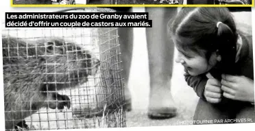  ?? ?? Les administra­teurs du zoo de Granby avaient décidé d’offrir un couple de castors aux mariés.
RL PHOTO FOURNIE PAR ARCHIVES