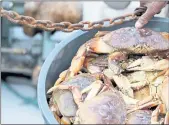  ?? RAY CHAVEZ — BAY AREA NEWS GROUP ?? Dungeness crab rest in a container as they are weighed during the opening day of commercial Dungeness crab season at Pillar Point Harbor in Half Moon Bay, Calif., on Thursday.