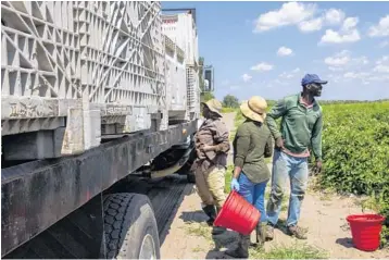  ?? CODY JACKSON/AP ?? Workers load a truck with tomatoes March 24 at a farm in Delray Beach. In some states, farmworker­s are not in the priority groups authorized to receive vaccines.