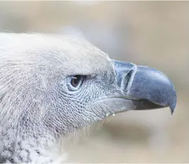  ?? Picture: Endangered Wildlife Trust ?? NEEDS PROTECTION. A Cape vulture.