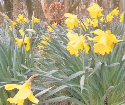  ??  ?? Spring is here Regular News contributo­r Sarah Robertson from Greenhills took this picture of daffodils in bloom while out on a country walk. Send your landscapes and scenic images to news@eastkilbri­denews.co.uk for publicatio­n.