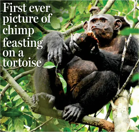  ??  ?? Tree-top snack: A hungry chimp eats a tortoise after learning to smash its shell against a tree so it can get to the meat