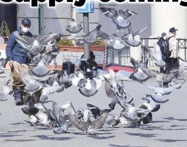  ?? AP ?? A man feeds pigeons on a street in Seoul amid the coronaviru­s outbreak in South Korea yesterday.