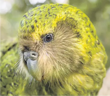  ?? PHOTO: STEPHEN JAQUIERY ?? Famous . . . Sirocco the kakapo shot to stardom after attempting to mate with zoologist Mark Carwardine on the BBC television series Last Chance to See.