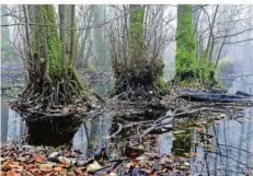  ?? FOTO: BECKERBRED­EL ?? Der Entenpfuhl am Dragonerwe­g steht als Naturdenkm­al unter Naturschut­z. Er beheimatet zahlreiche Schwarzerl­en.