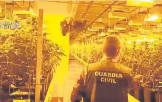  ?? ABC ?? Un agente de la Guardia Civil en una plantación de marihuana//