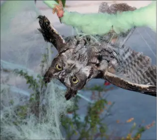  ?? ASSOCIATED PRESS ?? This 2017 photo provided by Marin Humane shows an owl who had gotten caught up in some decorative Halloween cobwebs outside of a residence in Mill Valley, Calif. With more people conjuring spooky outdoor scenes for the holiday, wildlife organizati­ons have seen an increase in animal visits to local rehabilita­tion centers for injuries related to the décor. Imitation spider webs are the major hazard, but lights and other items that hang also can pose problems, wildlife officials say.