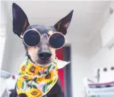  ?? Picture: Kim Loasby ?? Hadley is a fashionist­a English Toy Terrier who just turned 13. They're a rare breed currently listed as vulnerable.