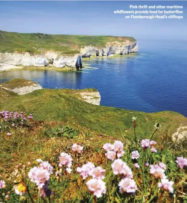  ??  ?? Pink thrift and other maritime wildflower­s provide food for butterflie­s on Flamboroug­h Head’s clifftops