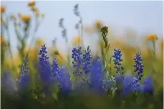  ?? Michael Ciaglo/Houston Chronicle via AP ?? A field of flowers flourishes Friday near Brenham, Texas.