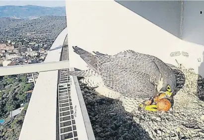  ?? EDUARD DURANY/GALANTHUS ?? El halcón incuba sus huevos a punto de eclosionar en la torre Foster de Collserola