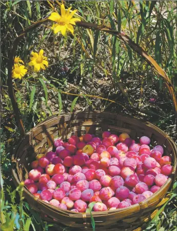  ?? CINDY BROWN ?? Wild plums ripening near Arroyo Seco. Below, simple step-by-step instructio­ns how to prepare and preserve wild plums and juice.