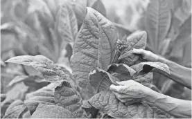  ?? GETTY IMAGES ?? The number of U.S. farms growing tobacco shrank 95% from 2002 to 2022.