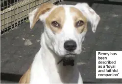  ??  ?? Benny has been described as a ‘loyal and faithful companion’