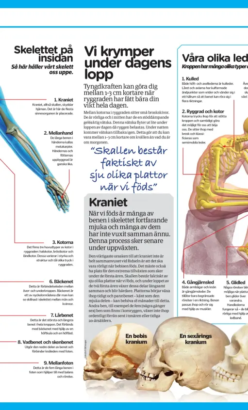  ??  ?? En sexårings kranium En bebis kranium