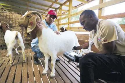  ??  ?? Hi-pro veterinari­an, Dr O’shane Mchugh (right) performs an ultra-sound on a boer goat with the assistance of Unity Boer Goat Farm’s supervisor, Kemoy Nembhard.