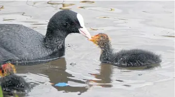  ?? ?? Arthur Bruce, of Almondbank, Perthshire, has been out wildlife-spotting and says: “Here’s a picture of a coot feeding a chick, taken at the pond on the South Inch in Perth.”