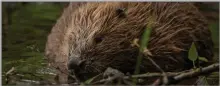  ?? (Pic: Philip Price) ?? EURASIAN BEAVER (Fiber castor) at Knapdale, Argyll