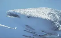  ??  ?? Labriz beach in the Seychelles, main; the whale shark can grow up to 18 metres in length, above