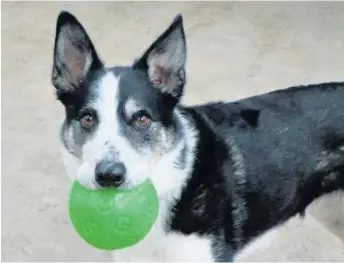  ??  ?? Sport star Alfie loves playing rugby