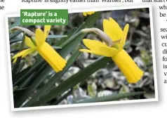  ??  ?? ‘Rapture’ is a compact variety