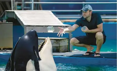  ?? MATIAS J. OCNER/MIAMI HERALD ?? Trainer Mike Partica feeds gelatin to Lolita the killer whale, also known as Tokitae and Toki, inside her stadium tank at the Miami Seaquarium in Miami on July 8. The orca had been training to return to the ocean before her death last month.