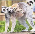  ??  ?? Women and children first: lemurs are the true gentlemen of the natural world