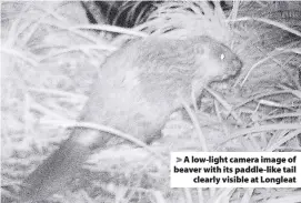  ??  ?? A low-light camera image of beaver with its paddle-like tail clearly visible at Longleat