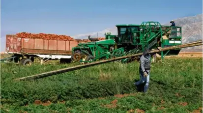  ?? MARCIO JOSE SANCHEZ/ASSOCIATED PRESS ?? Workers picked carrots on a Grimmway field in New Cuyama, Calif. Residents have been hauled into court by a lawsuit filed by two of the nation’s biggest carrot growers.