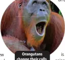  ?? ?? Orangutans change their calls.