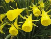  ??  ?? Narcissus bulbocodiu­m