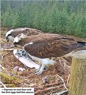  ?? ?? > Ospreys on nest four and the first eggs laid this season