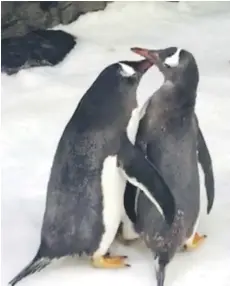  ??  ?? The two male gentoo penguins who have paired up as a ‘same-sex couple’ at the Sea Life Sydney Aquarium. — AFP photo