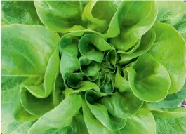  ??  ?? There is no salad better than a home-grown one, milder leaves such as ‘Buttercrun­ch’ being balanced by more punchy varieties