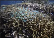  ?? SAM MCNEIL — THE ASSOCIATED PRESS ?? A school of fish swims above corals on Moore Reef in Gunggandji Sea Country off the coast of Queensland in eastern Australia on Nov. 13.