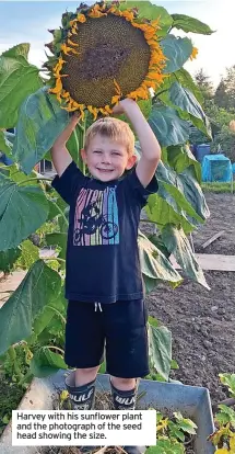  ?? ?? Harvey with his sunflower plant and the photograph of the seed head showing the size.