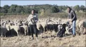  ?? (Photos B. K.) ?? Cécile Solinas avec son neveu Bastien au milieu du troupeau, dans une parcelle du domaine de Brégançon où l’herbe est bien sèche.