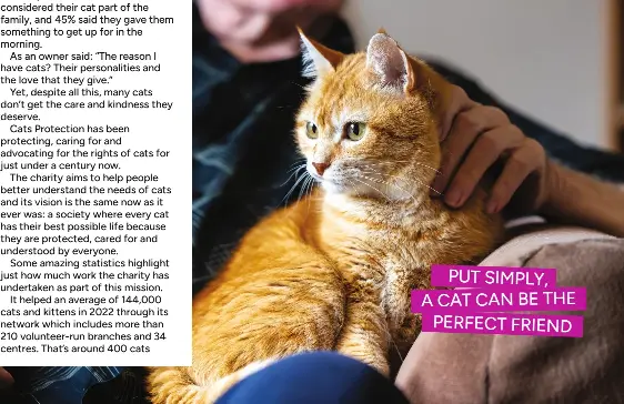 We care cats sales
