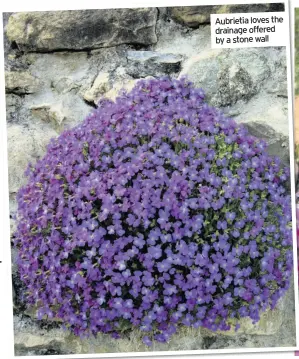  ??  ?? aubrietia loves the drainage offered by a stone wall